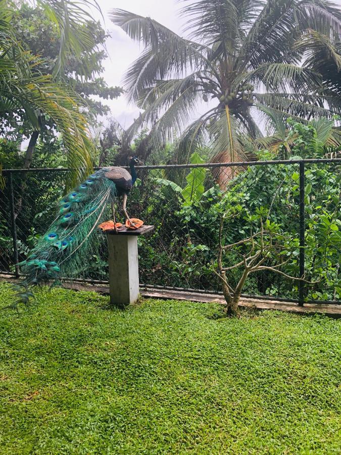 Peacock Guest house